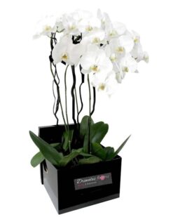 ΑΠΟΣΤΟΛΗ ΛΟΥΛΟΥΔΙΩΝ, ΦΥΤΑ, ΠΕΡΙΣΤΑΣΗ, ΑΝΘΟΠΩΛΕΙΑ