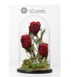 Τριαντάφυλλα που ζουν.. για πάντα