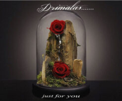 τριανταφυλλα που ζουν για παντα αθήνα,,eternity roses, for ever roses