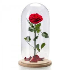Forever Roses σε Θόλο. Τριαντάφυλλα για πάντα. Beauty and the Beast. Τριαντάφυλλο που ζει για πάντα