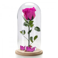 Τριαντάφυλλα για πάντα. Beauty and the Beast. Τριαντάφυλλο που ζει για πάντα